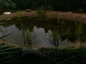 041 Letní zahrada po dešti